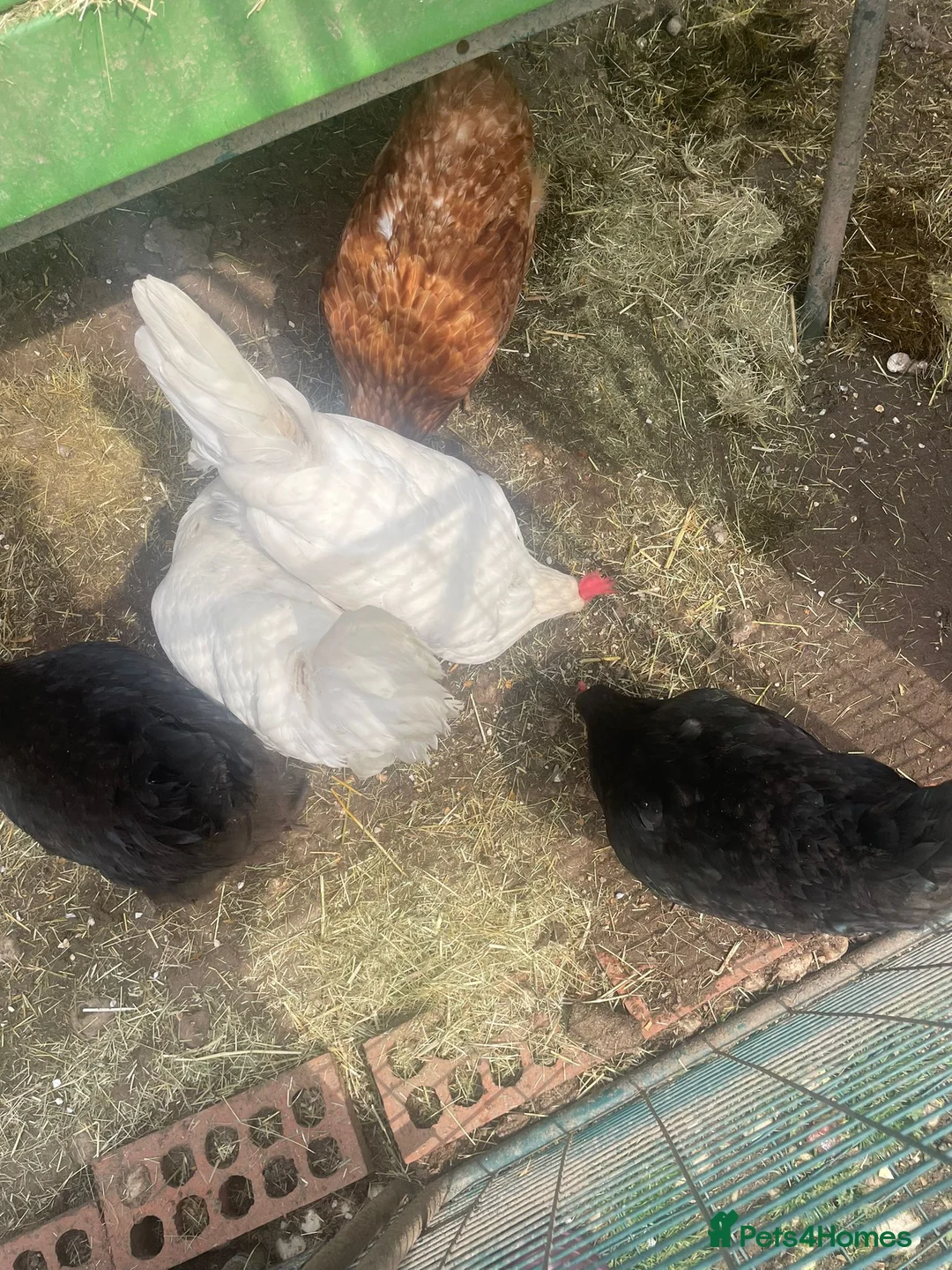 Chickens poultry for sale: 2 Maran Chickens (must leave as a pair) in Nottingham - Advert 5