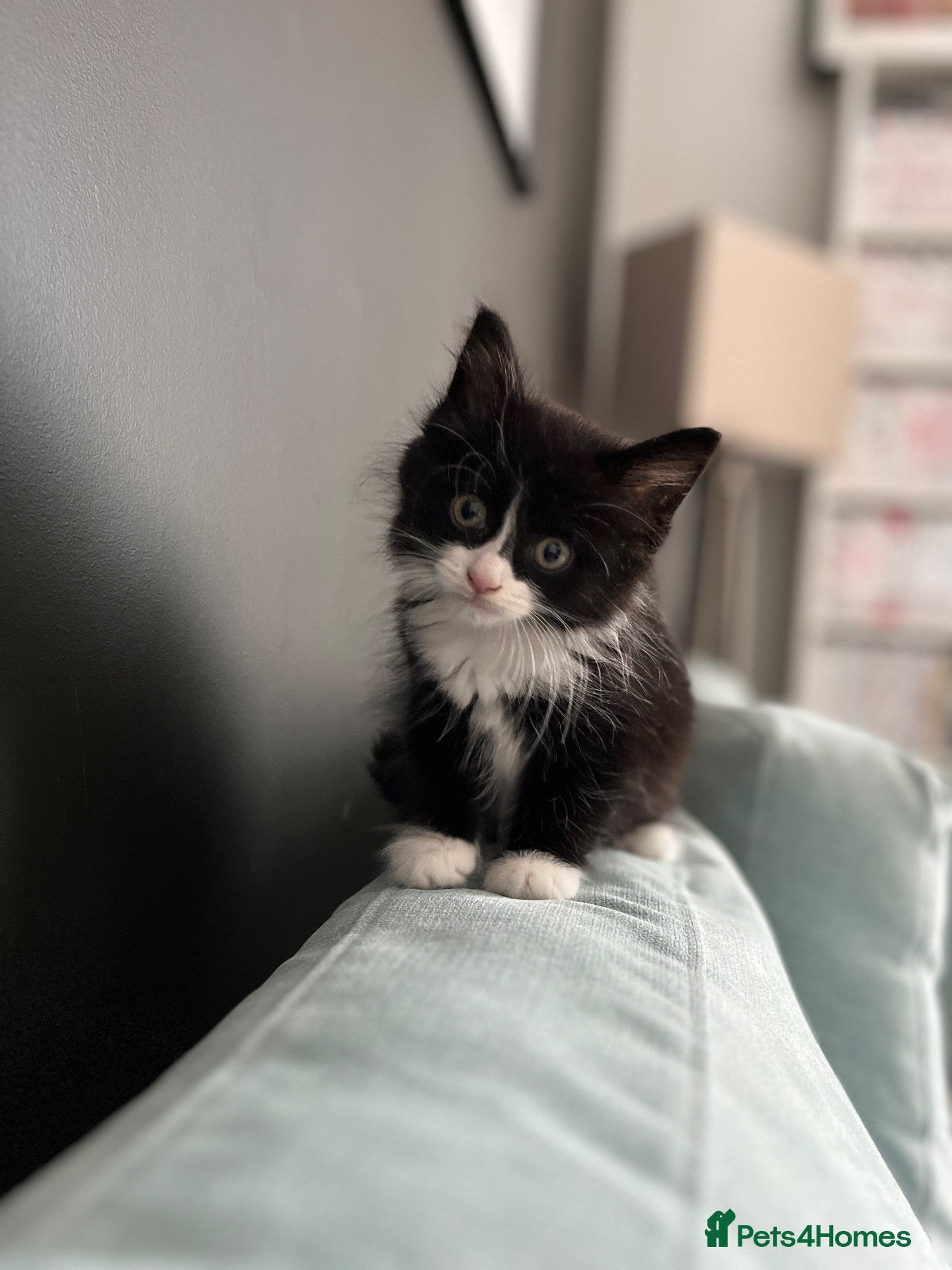 Mixed Breed cats Beautiful Domestic Longhair Tuxedo Boy - Advert 4