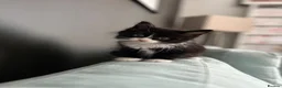Mixed Breed cats for sale: Beautiful Domestic Longhair Tuxedo Boy in Southampton - Advert 1