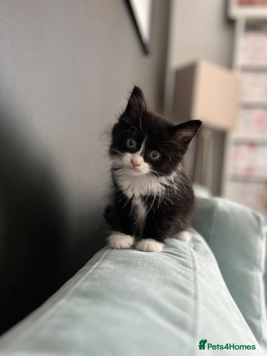 Mixed Breed cats for sale: Beautiful Domestic Longhair Tuxedo Boy in Southampton - Advert 1
