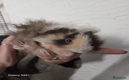 Guinea Pig rodents for sale: Lunkarya Guinea Pig Babies - Image 15