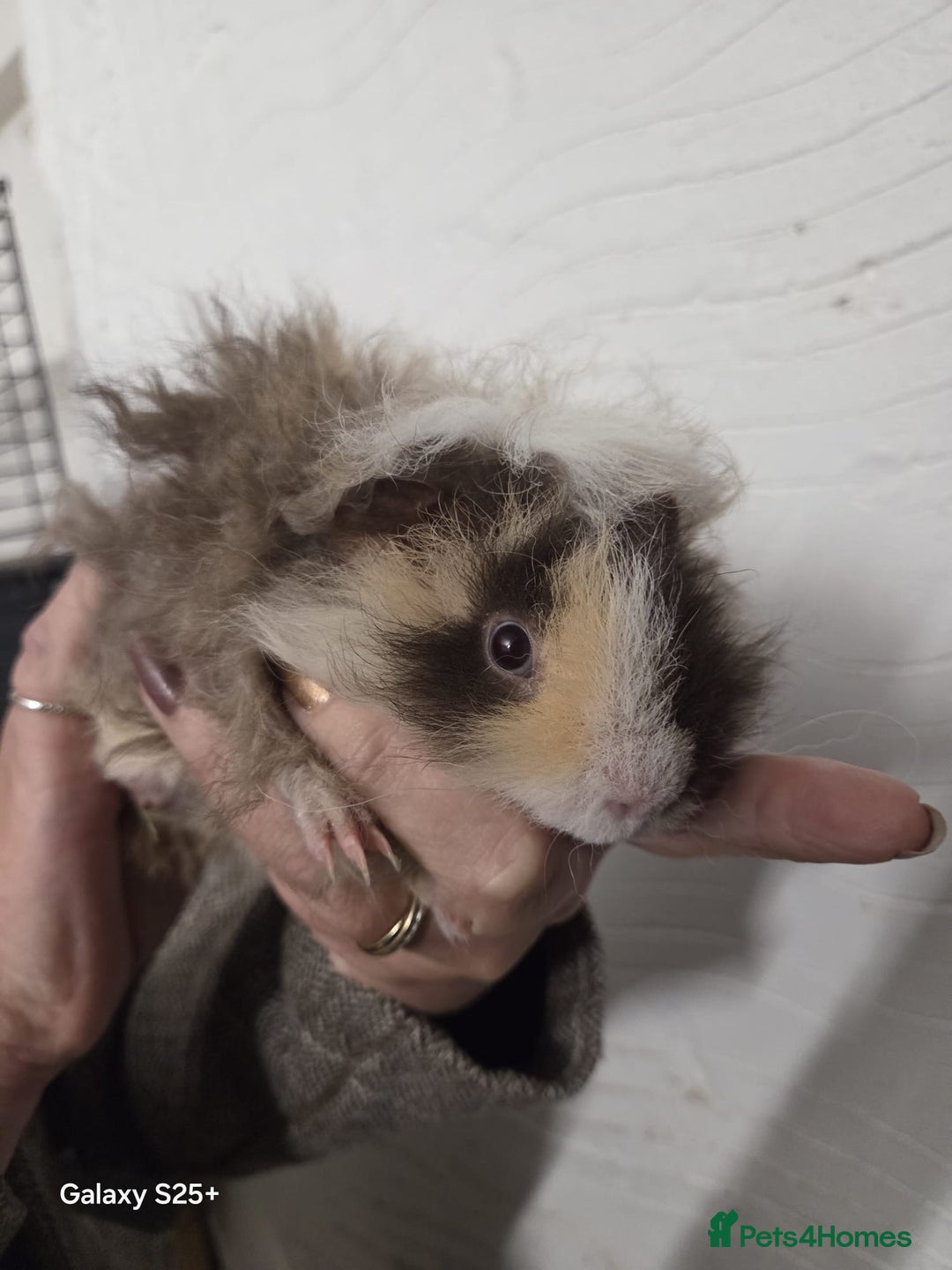 Guinea Pig rodents for sale: Lunkarya Guinea Pig Babies - Image 15