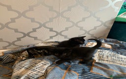 Mixed Breed cats for sale: Boy kitten looking for he’s for ever home  - Image 5