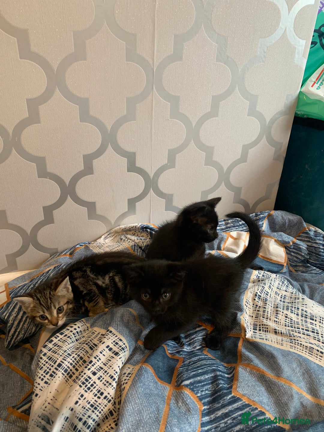 Mixed Breed cats for sale: Boy kitten looking for he’s for ever home  - Image 5