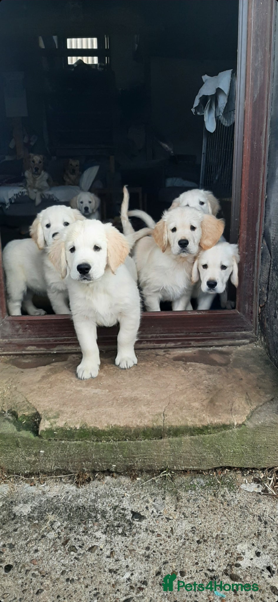 Golden Retriever dogs beautiful Cream golden retrievers - Advert 6