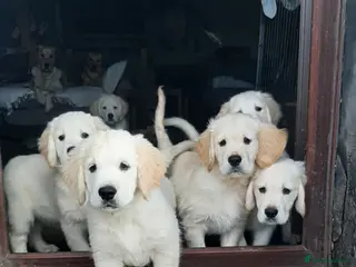 Golden Retriever dogs beautiful Cream golden retrievers - Advert 6