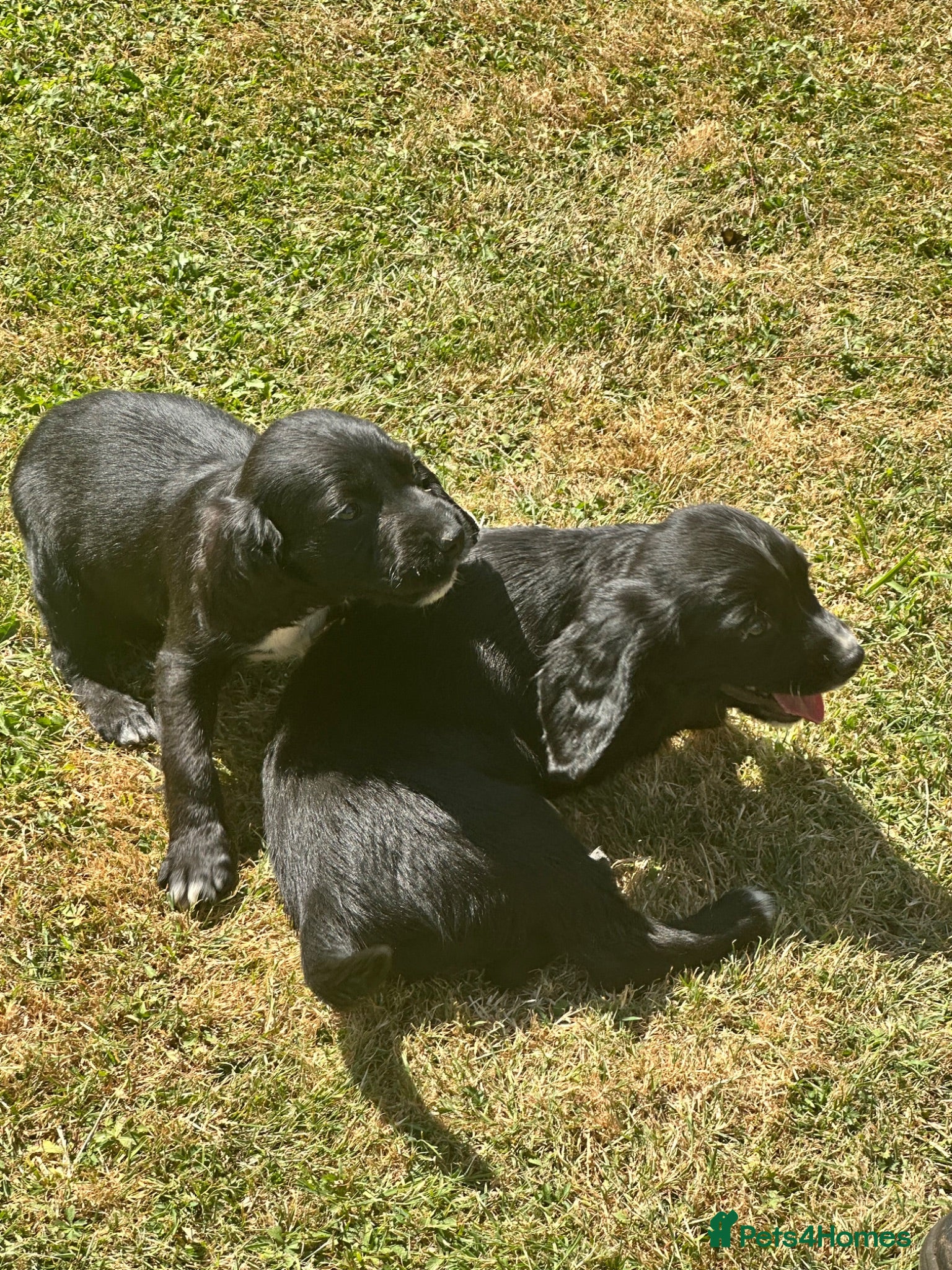 Sprocker dogs Sprocker Puppies ready to go just two girls left - Advert 16