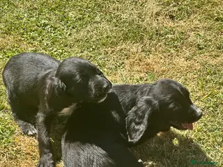 Sprocker dogs Sprocker Puppies ready to go just two girls left - Advert 16