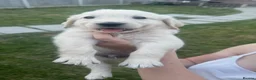 Golden Retriever dogs for sale: Quality golden retrievers  - Advert 14