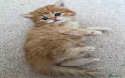 Siberian cats for sale: Stunning Siberian Kittens! - Image 8