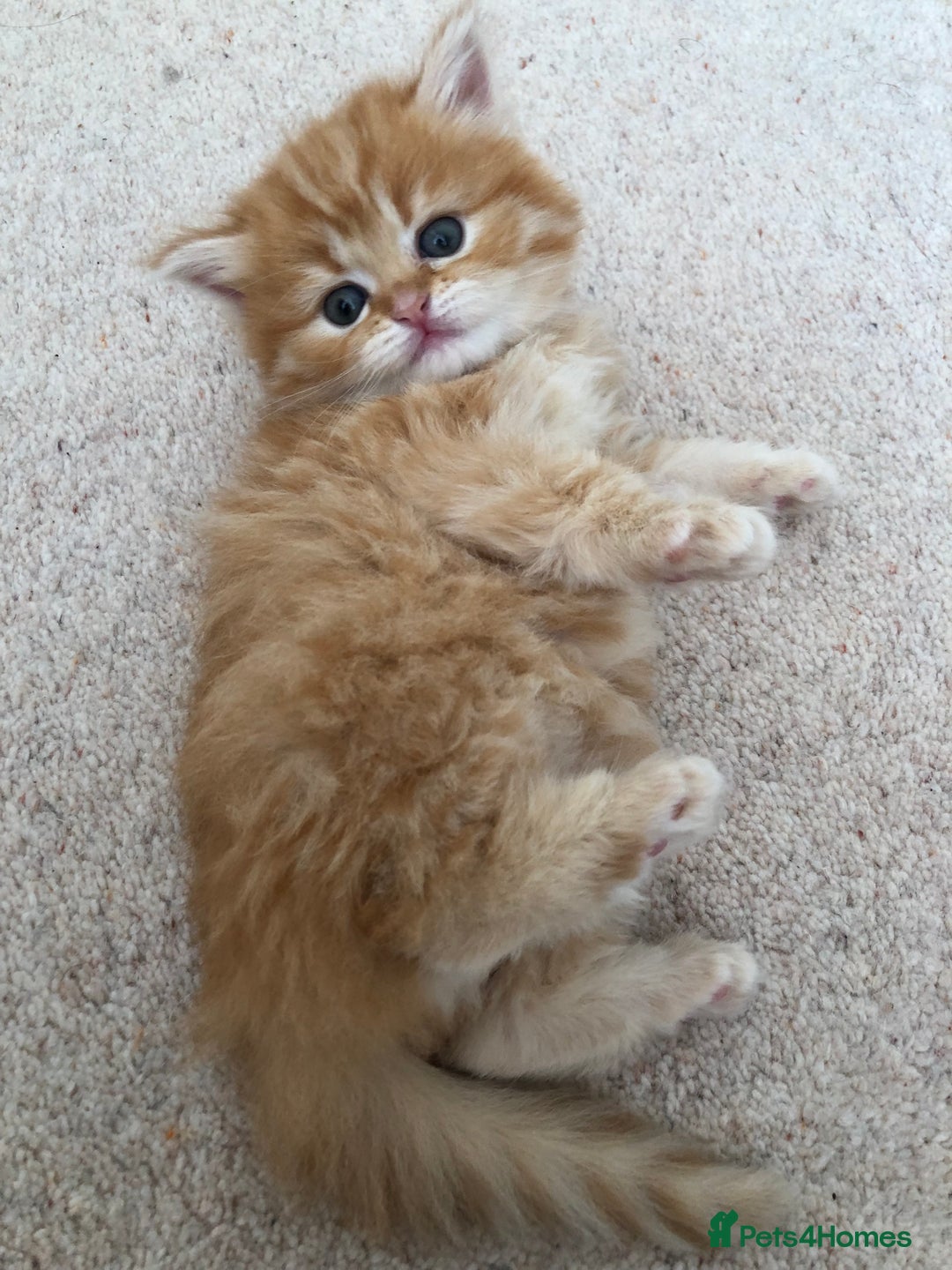 Siberian cats for sale: Stunning Siberian Kittens! - Image 8