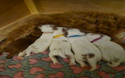 Cockapoo dogs for sale: Gorgeous F2B Cockapoo puppies  - Image 10