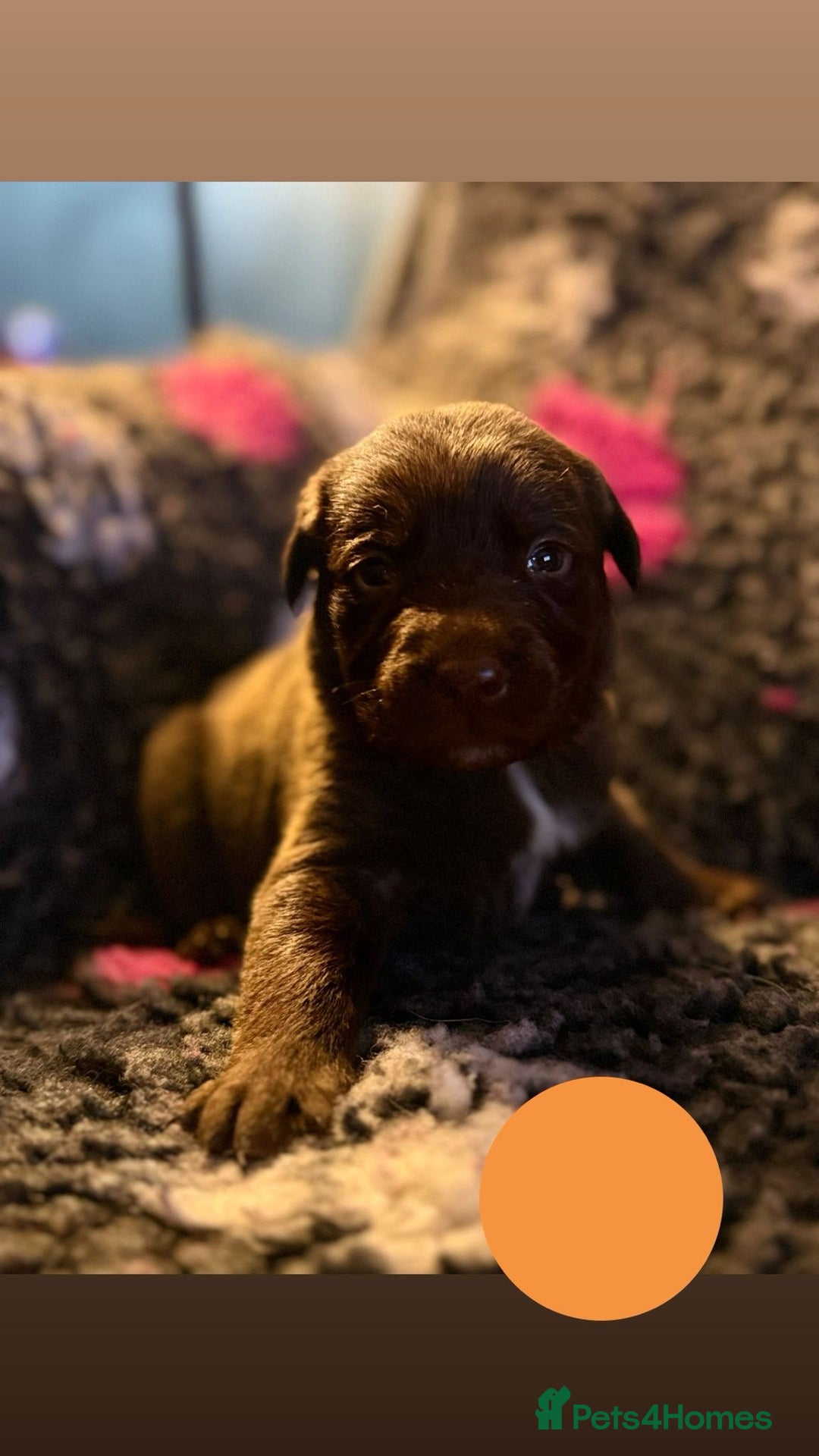 Borador dogs for sale: Gorgeous litter of chocolate Labrador cross pups  - Image 19