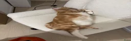 American Shorthair cats for sale: Last loving girl ready for her forever home  - Advert 2