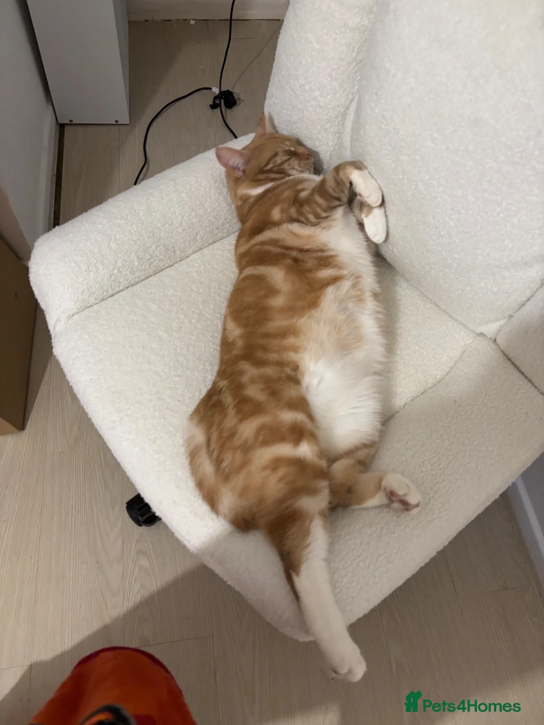 American Shorthair cats for sale: Last loving girl ready for her forever home  - Advert 2
