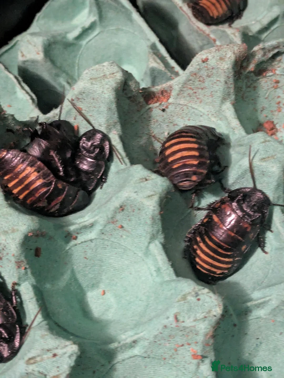 Cockroaches invertebrates for sale: Madagscan hissing cockroaches  - Advert 2
