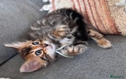 Bengal cats for sale: 💎Cashmere Bengal kittens (Bengal- Longhair) 💎 - Image 8
