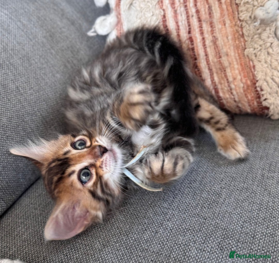 Bengal cats for sale: 💎Cashmere Bengal kittens (Bengal- Longhair) 💎 - Image 8