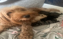 Cockapoo dogs for sale: Cockapoo puppies ready soon - Image 3