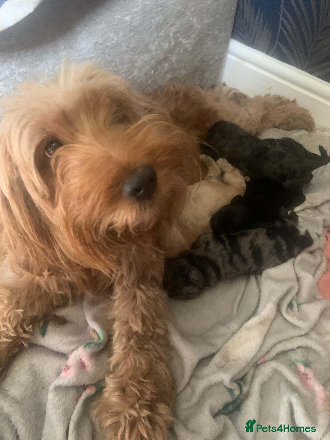 Cockapoo dogs for sale: Cockapoo puppies ready soon - Image 3
