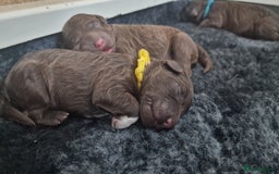 Lagotto Romagnolo dogs for sale: Lagotto Romagnolo, pure breed, KC reg litter - Image 17