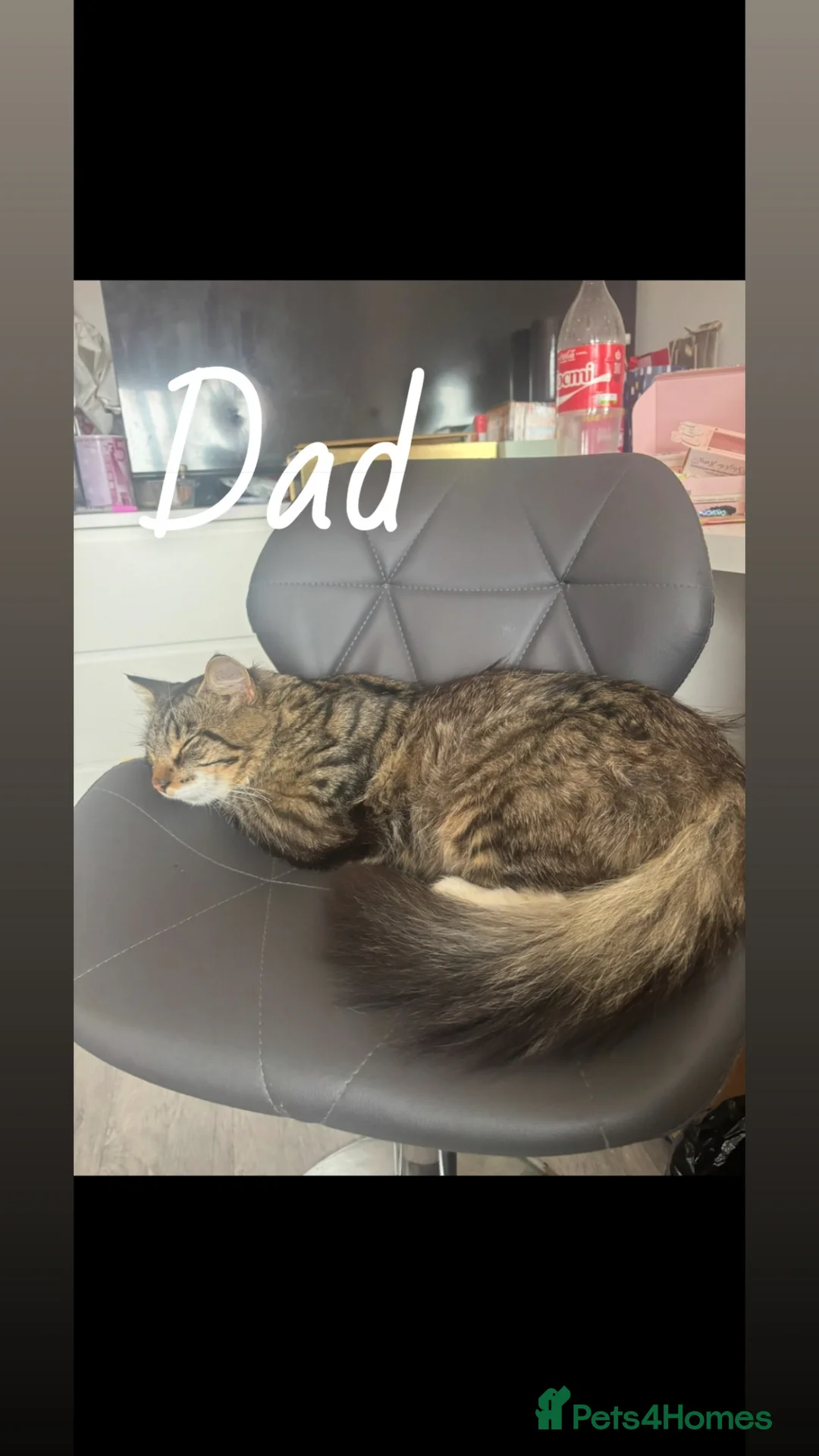 Mixed Breed cats for sale: Maine coon and turkish angora mix kittens in Nelson - Advert 6