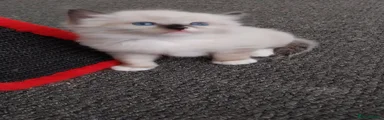 Ragdoll 2