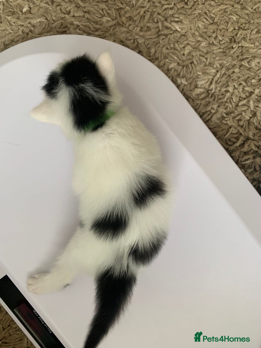 British Longhair cats for sale: Kittens for sale - Image 7