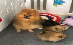Pomeranian dogs for sale: Kc teddy bear pom babies  - Image 2