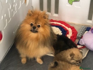 Pomeranian dogs - Advert 1