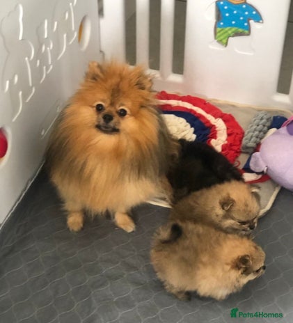 Pomeranian dogs - Advert 2