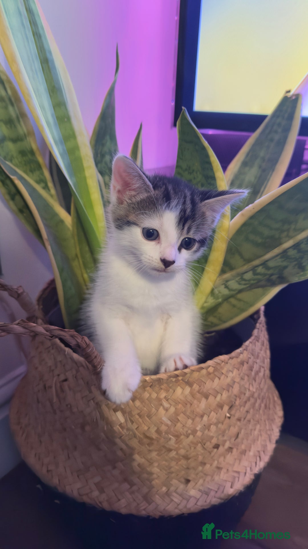 Mixed Breed cats for sale: Beautiful kittens!!!!! READY from 7/08/25 - Image 35