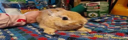 Netherland Dwarf rabbits for sale: Netherland dwarf girl  - Advert 9