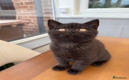 British Shorthair cats for sale: Rare Coloured British Shorthair kittens - Image 27