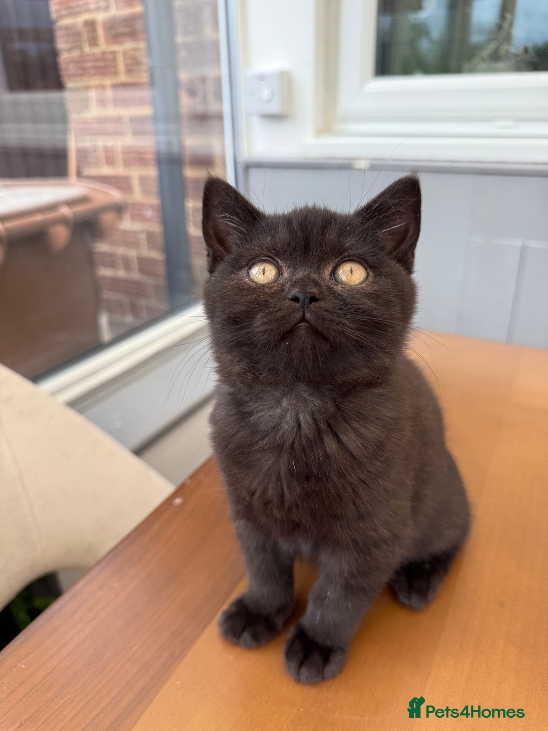 British Shorthair cats for sale: Rare Coloured British Shorthair kittens - Image 27