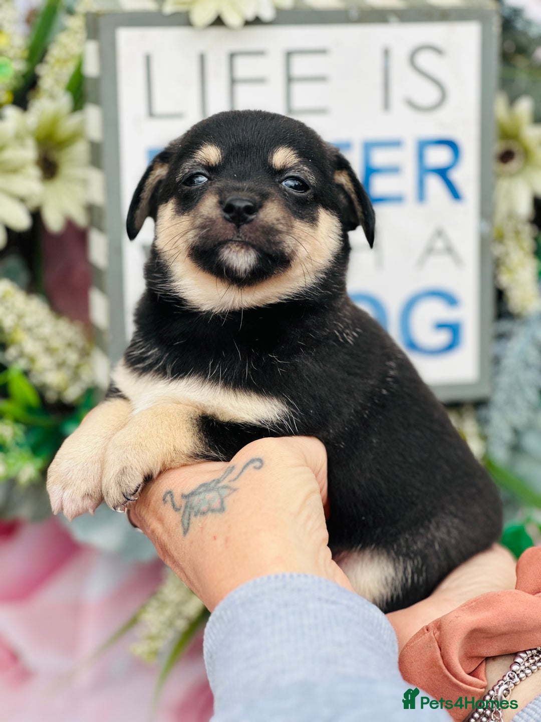 Mixed Breed dogs for sale:  Beautiful puppies  - Image 6