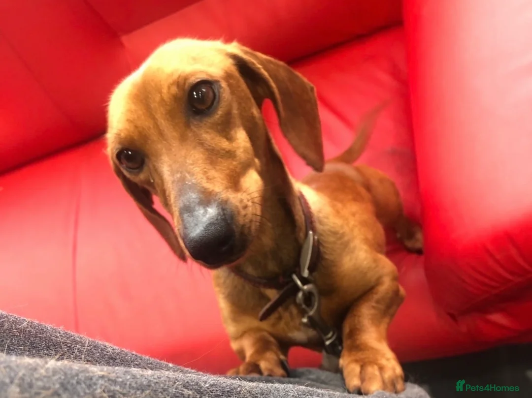 Dachshund dogs for sale: Female dachshund  - Advert 3