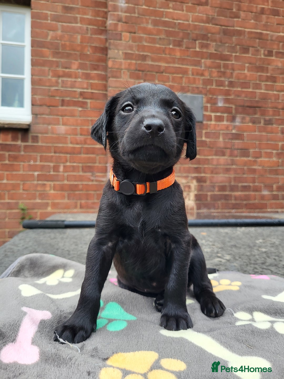 Labrador Retriever dogs for sale: Kc labrador puppies  - Image 21