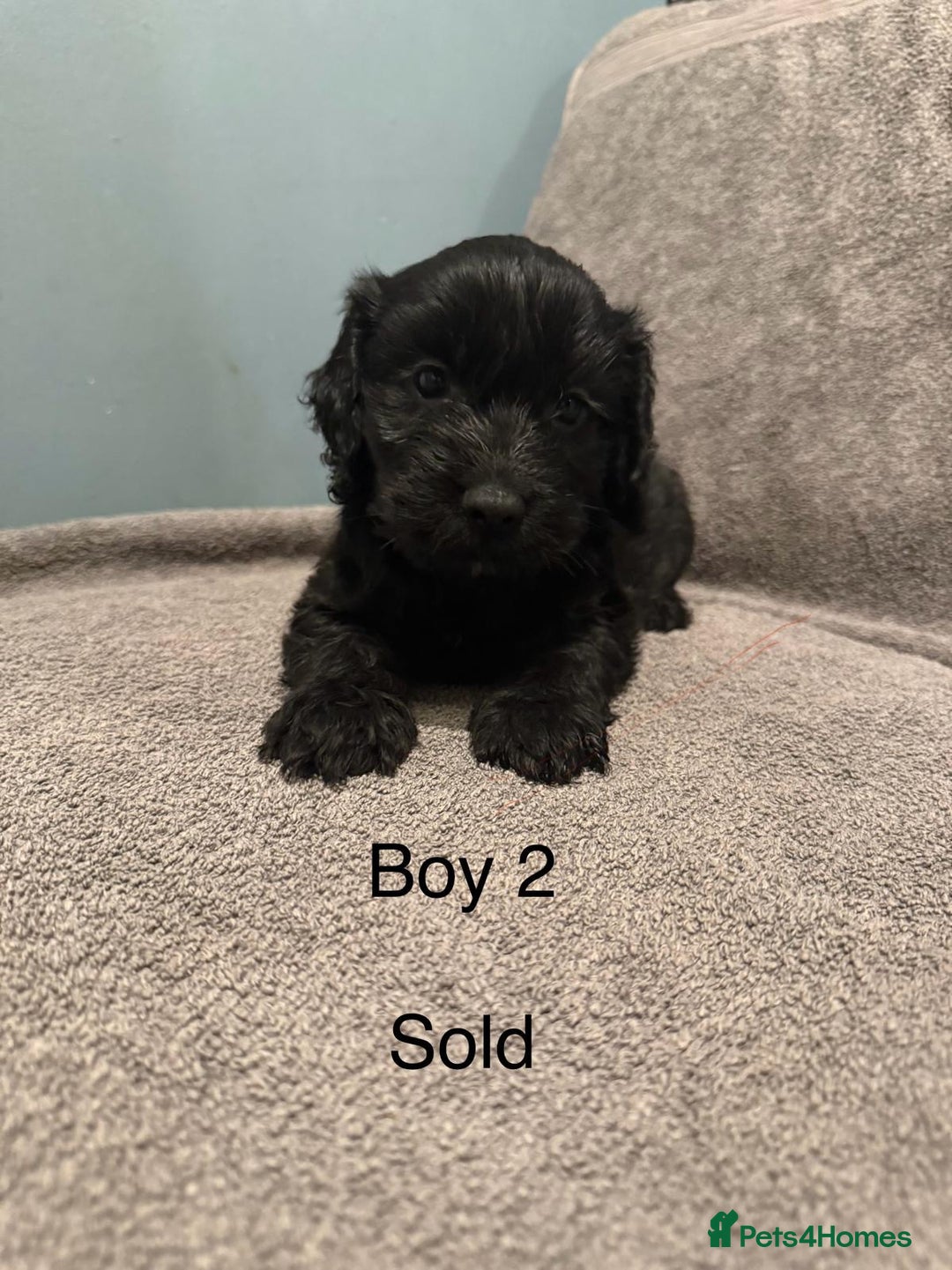 Cockapoo dogs for sale: 7 lovely cockerpoos  - Image 6