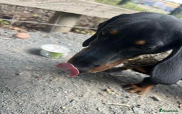 Dachshund dogs for sale: Dachshund  - Image 6