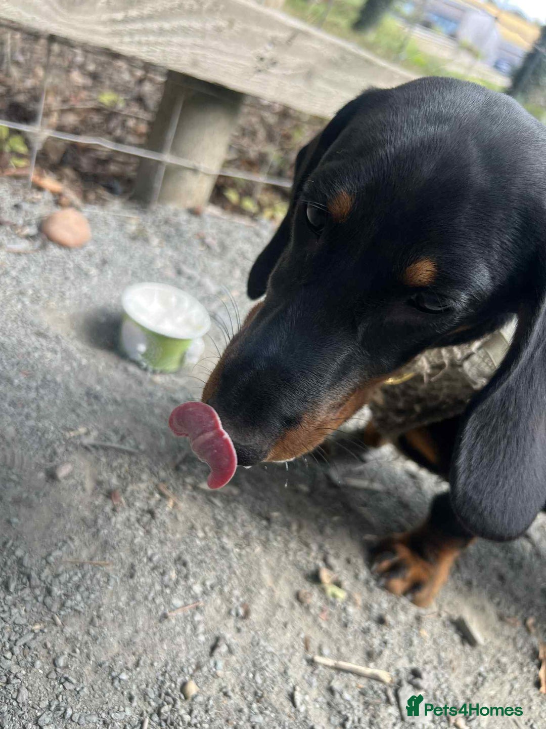 Dachshund dogs for sale: Dachshund  - Image 6