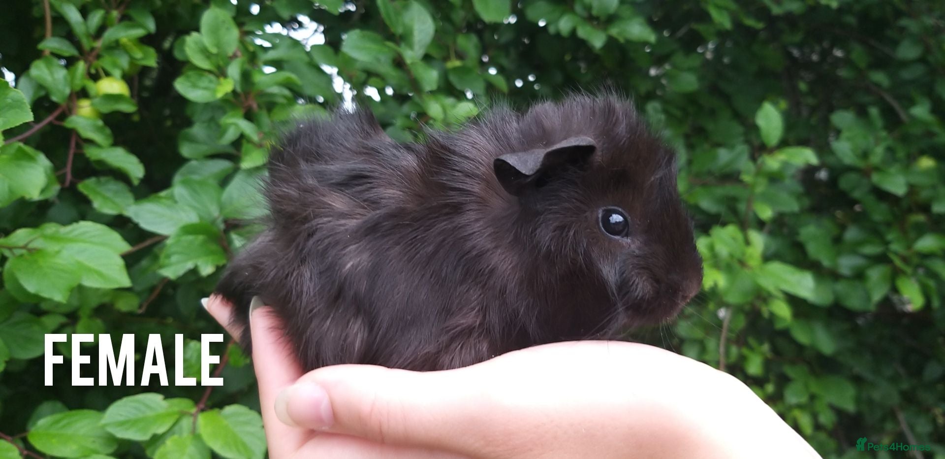 Guinea Pig rodents baby guinea pigs for sale - Advert 2