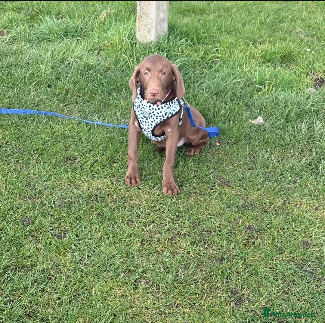Labrador Retriever dogs for sale: Millie the chocolate brown labrador - Advert 3