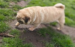 Pug dogs for adoption: 💖🐶 PEPPA 🐶💖 - Image 4