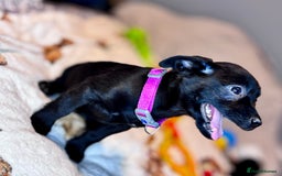 Mixed Breed dogs for sale: Cairndors - Image 5
