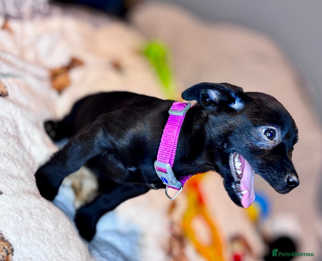 Mixed Breed dogs for sale: Cairndors - Image 5