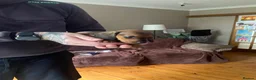 Miniature Dachshund dogs for sale: Mini dachshund puppies  in Dalkeith - Advert 12