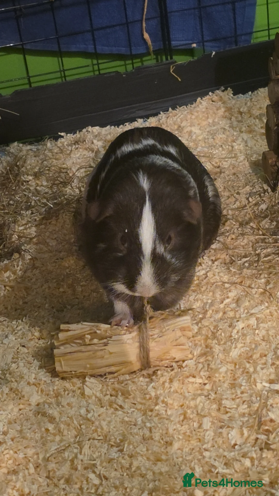 Guinea Pig rodents for sale: Guinea pigs for rehome in Rotherham - Advert 2
