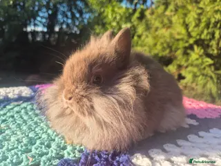 Angora rabbits 💙💗 Stunning Teddydwerg babies available💗 💙 - Advert 4