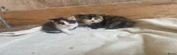 Mixed Breed cats for sale: 10 friendly kittens - Advert 4